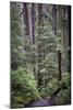 Forest Path-J.D. Mcfarlan-Mounted Photographic Print