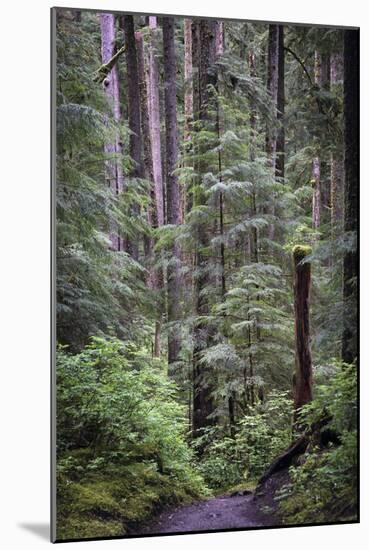 Forest Path-J.D. Mcfarlan-Mounted Photographic Print