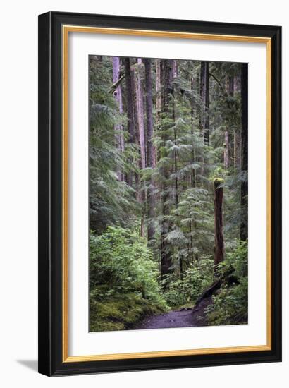 Forest Path-J.D. Mcfarlan-Framed Photographic Print