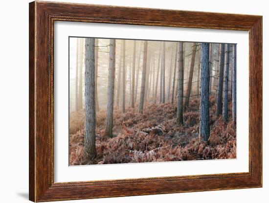 Forest Peace-David Baker-Framed Photographic Print