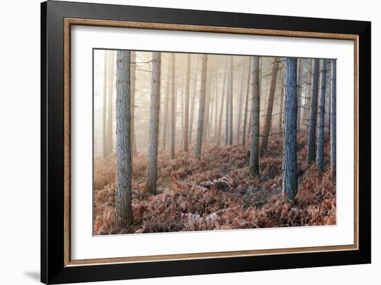 Forest Peace-David Baker-Framed Photographic Print