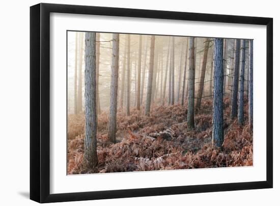 Forest Peace-David Baker-Framed Photographic Print