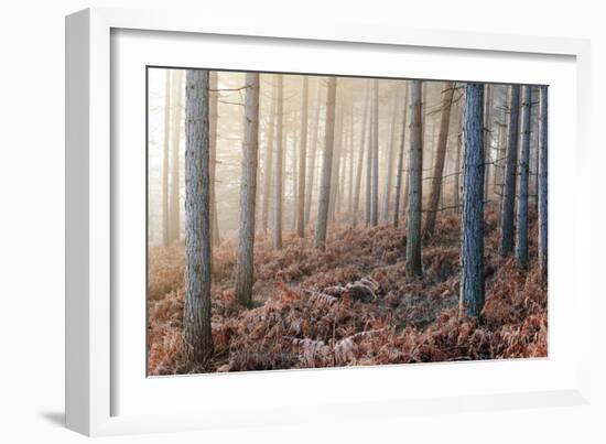 Forest Peace-David Baker-Framed Photographic Print