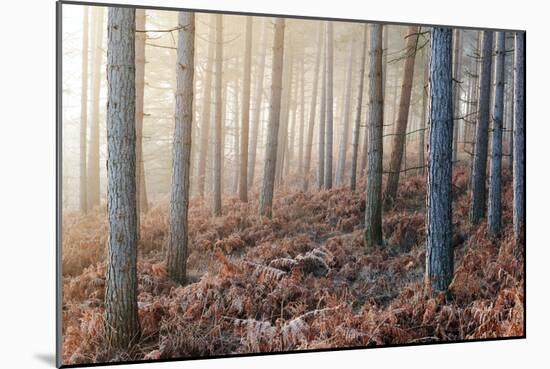 Forest Peace-David Baker-Mounted Photographic Print