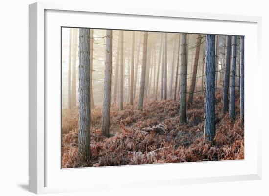 Forest Peace-David Baker-Framed Photographic Print