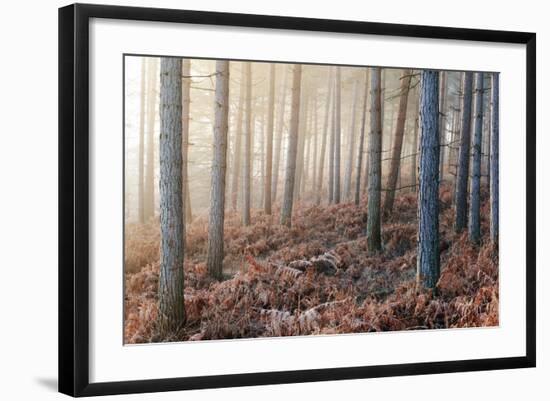 Forest Peace-David Baker-Framed Photographic Print