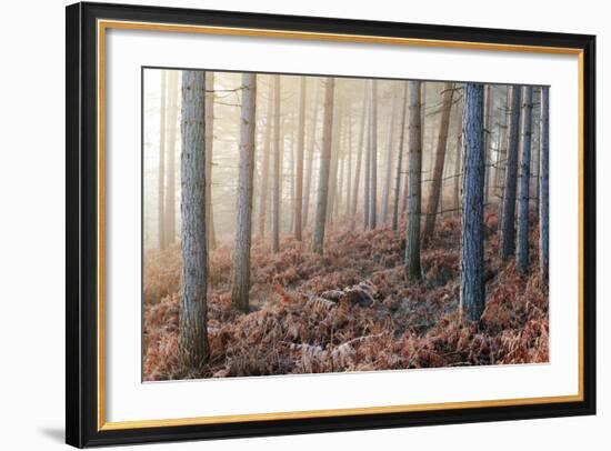 Forest Peace-David Baker-Framed Photographic Print