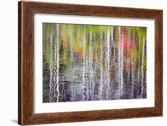 Forest Reflections II-Kathy Mahan-Framed Photographic Print