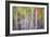 Forest Reflections II-Kathy Mahan-Framed Photographic Print