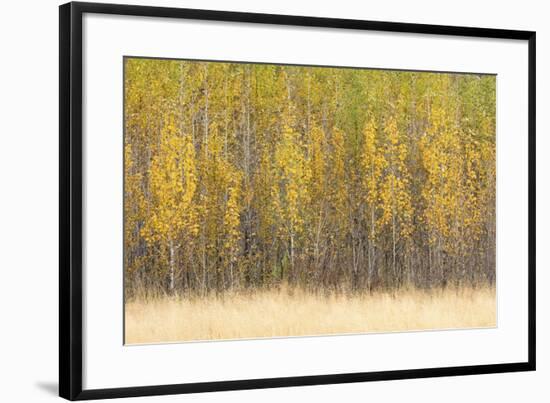 Forest Rhythm-Lee Frost-Framed Giclee Print