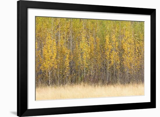 Forest Rhythm-Lee Frost-Framed Giclee Print