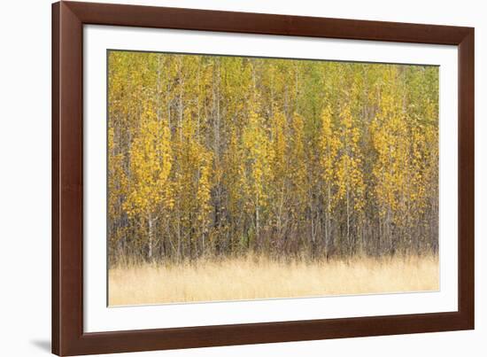 Forest Rhythm-Lee Frost-Framed Giclee Print