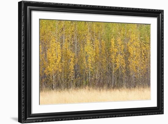 Forest Rhythm-Lee Frost-Framed Giclee Print