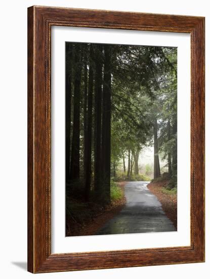 Forest Road-Lance Kuehne-Framed Photographic Print