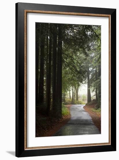 Forest Road-Lance Kuehne-Framed Photographic Print