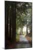 Forest Road-Lance Kuehne-Mounted Photographic Print