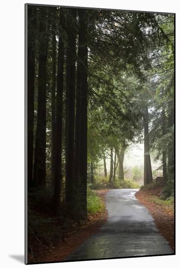 Forest Road-Lance Kuehne-Mounted Photographic Print