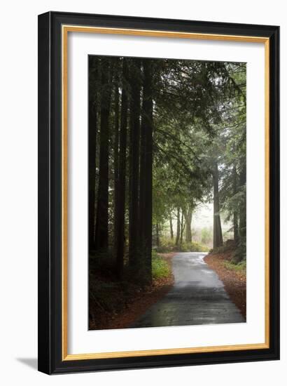 Forest Road-Lance Kuehne-Framed Photographic Print