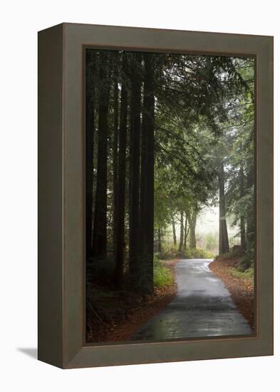 Forest Road-Lance Kuehne-Framed Premier Image Canvas