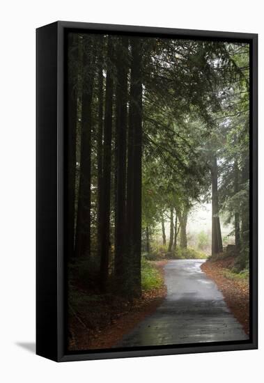 Forest Road-Lance Kuehne-Framed Premier Image Canvas