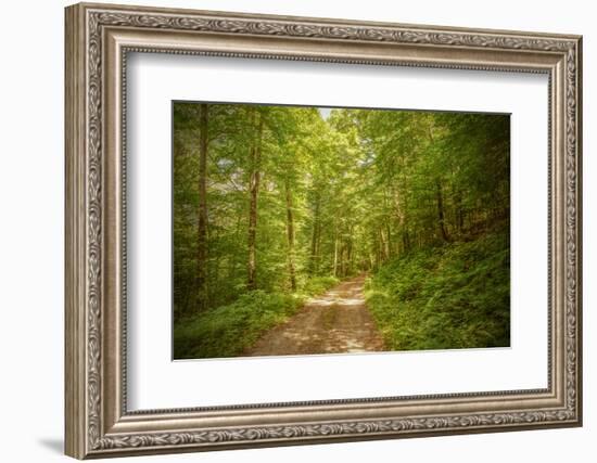 Forest Road-Brooke T. Ryan-Framed Photographic Print