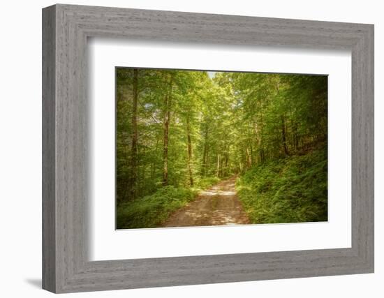 Forest Road-Brooke T. Ryan-Framed Photographic Print