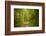 Forest Road-Brooke T. Ryan-Framed Photographic Print