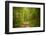 Forest Road-Brooke T. Ryan-Framed Photographic Print