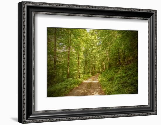 Forest Road-Brooke T. Ryan-Framed Photographic Print