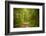 Forest Road-Brooke T. Ryan-Framed Photographic Print