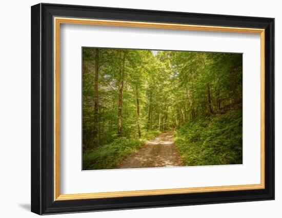 Forest Road-Brooke T. Ryan-Framed Photographic Print