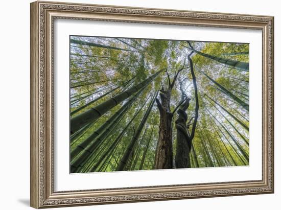 Forest Rooftops-Nhiem Hoang The-Framed Giclee Print