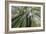 Forest Rooftops-Nhiem Hoang The-Framed Giclee Print