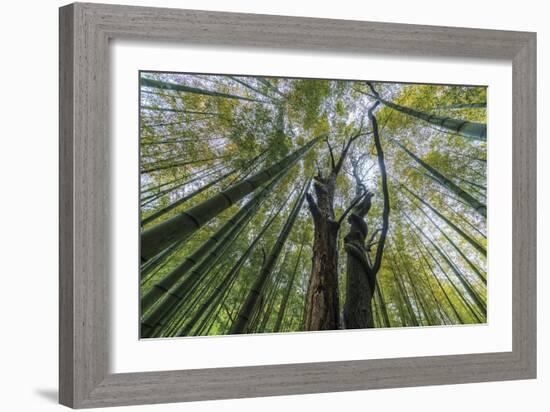 Forest Rooftops-Nhiem Hoang The-Framed Giclee Print