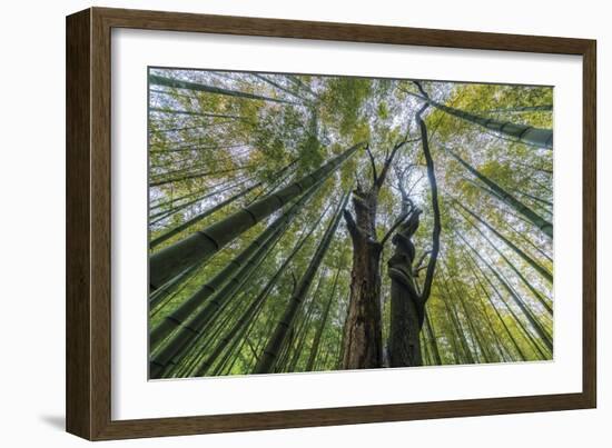 Forest Rooftops-Nhiem Hoang The-Framed Giclee Print