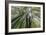 Forest Rooftops-Nhiem Hoang The-Framed Giclee Print