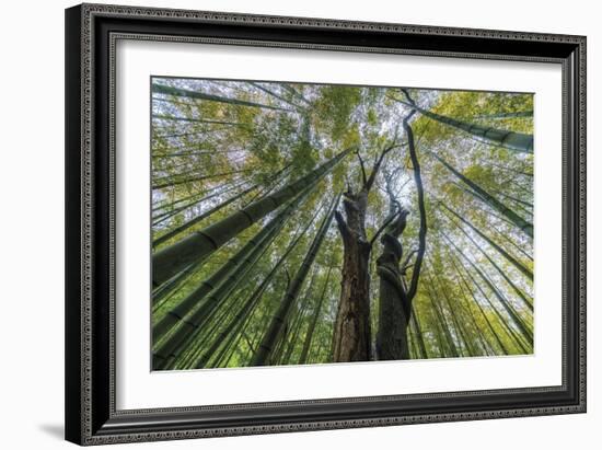 Forest Rooftops-Nhiem Hoang The-Framed Giclee Print