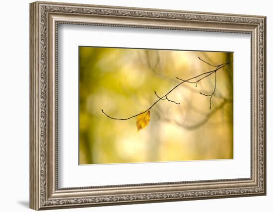 Forest Run I-James McLoughlin-Framed Photographic Print