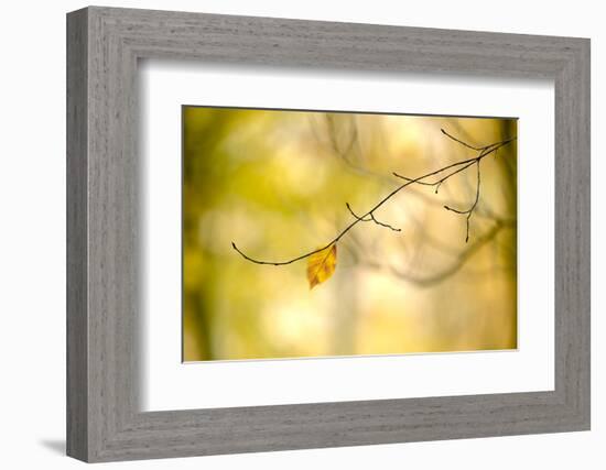 Forest Run I-James McLoughlin-Framed Photographic Print