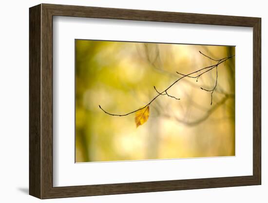 Forest Run I-James McLoughlin-Framed Photographic Print