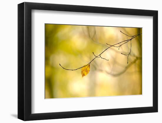 Forest Run I-James McLoughlin-Framed Photographic Print