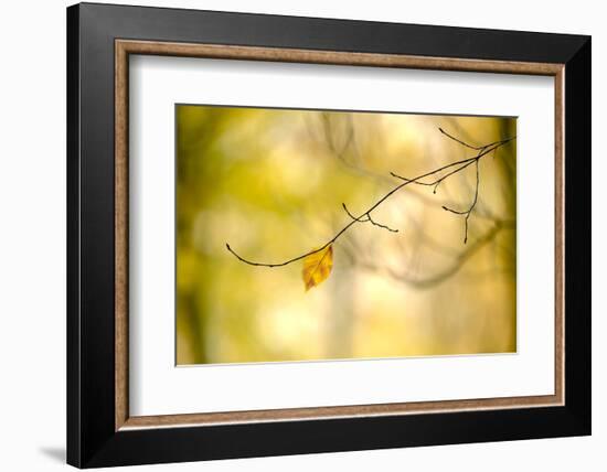 Forest Run I-James McLoughlin-Framed Photographic Print