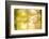 Forest Run I-James McLoughlin-Framed Photographic Print