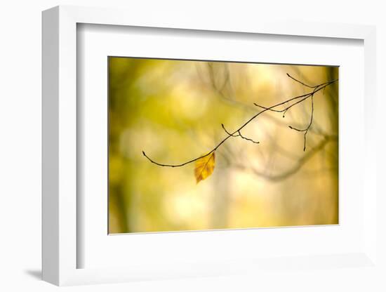 Forest Run I-James McLoughlin-Framed Photographic Print