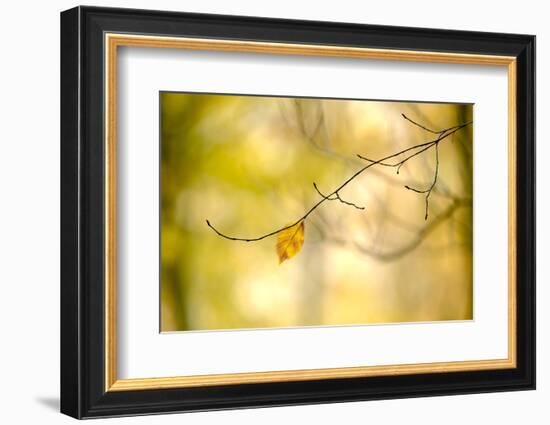 Forest Run I-James McLoughlin-Framed Photographic Print