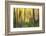 Forest Run II-James McLoughlin-Framed Photographic Print