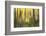 Forest Run II-James McLoughlin-Framed Photographic Print