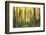 Forest Run II-James McLoughlin-Framed Photographic Print