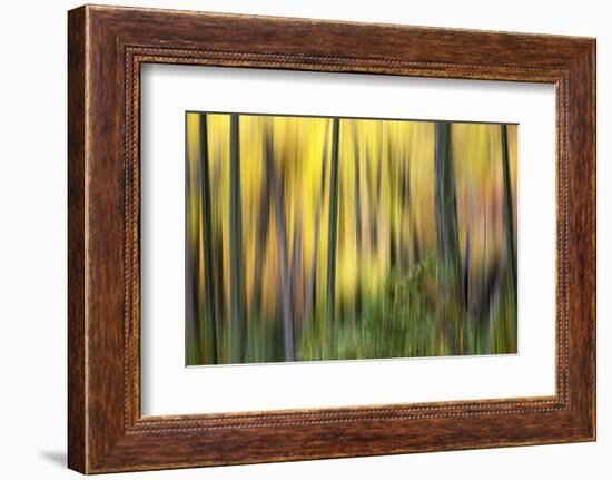 Forest Run II-James McLoughlin-Framed Photographic Print