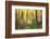 Forest Run II-James McLoughlin-Framed Photographic Print